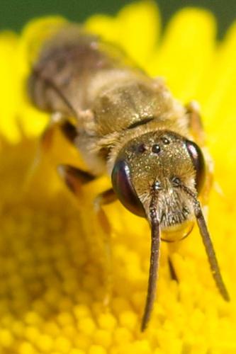 Seladonia subaurata